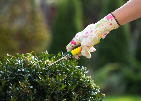 A close-up view of a gardener's hand wearing a patterned gardening glove, using a pair of pruning shears to trim a well-maintained, dense green hedge in a landscaped outdoor garden. The hedge consists of dark green, glossy foliage, forming a neat, uniform border along a patio or lawn area. In the background, there are blurred trees and shrubs, indicating a lush, mature garden setting typical of residential outdoor spaces in Barbican. The scene is outdoors on a bright day, with natural light illuminating the garden elements, highlighting the textures of the hedge and the contrast of the gardenerâ€™s glove. This image illustrates garden maintenance activities that Lawn Mowing Barbican offers, emphasizing precise trimming and hedge care within a well-curated lawn and garden environment, supporting professional gardening and landscaping services in the local area.
